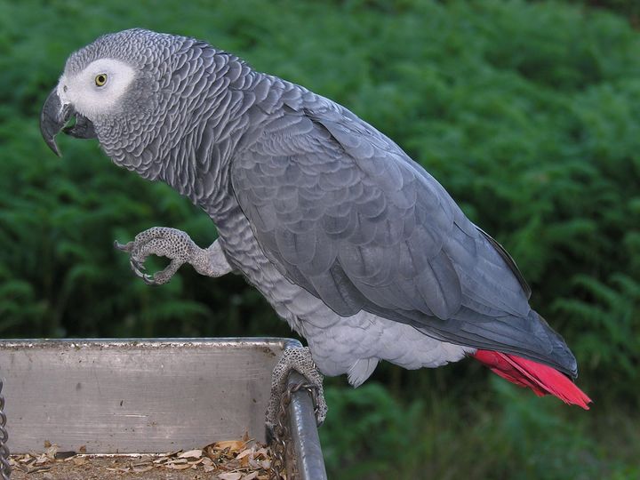 Best Birds